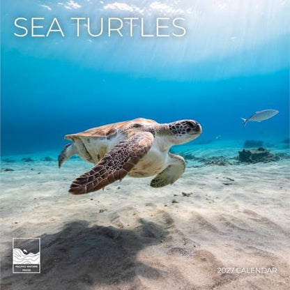 Sea Turtles 2027 Wall Calendar, 12 x 24 Hanging Pacific Waters Press