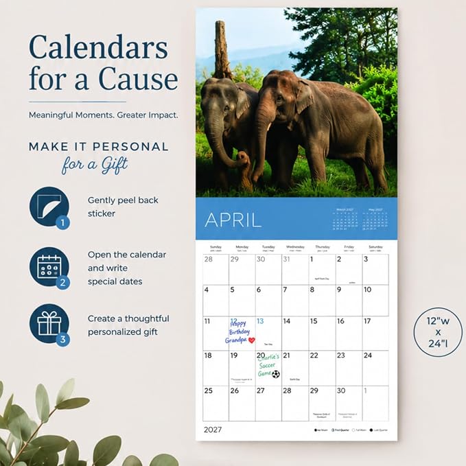 Rescue Cows 2027 Wall Calendar, 12 x 24 Hanging Pacific Waters Press
