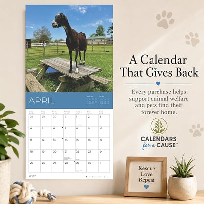 Rescue Goats 2027 Wall Calendar, 12 x 24 Hanging Pacific Waters Press